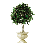 Ivy Topiary In Pot